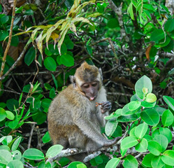 Long-tailed macaque (Macaca fascicularis) in the Pangandaran beach nature reserve, West Java, Indonesia