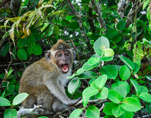 Long-tailed macaque (Macaca fascicularis) in the Pangandaran beach nature reserve, West Java, Indonesia