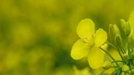 Field of yellow rapeseed. Yellow rapeseed field in spring. Rapefield closeup.