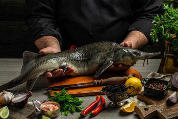 sturgeon fish on a dark background, The chef is holding a large raw sturgeon in his hands,...