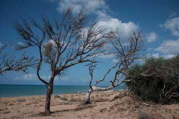 alberi sulla spiaggia