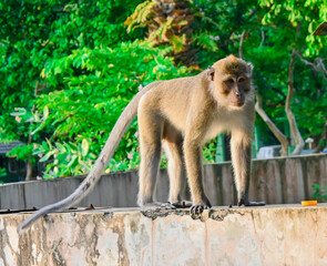 Long-tailed macaque (Macaca fascicularis) in the Pangandaran beach nature reserve, West Java, Indonesia