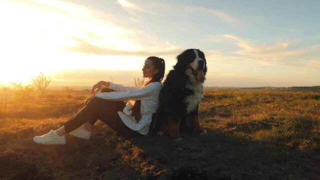 Bernese Mountain Dog (Bernese Mountain Dog). Attractive teenage girl leaning on her big dog while walking or traveling, admiring the sunset. The concept of traveling with pets