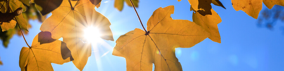 Universal Linkedin banner with autumn leaves for people of any profession