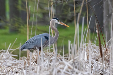  great blue heron (Ardea herodias) in spring