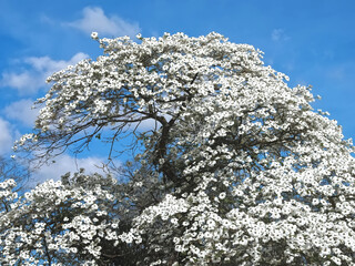 Beautiful big Flowering dogwood tree Cornaceae with white blossoms