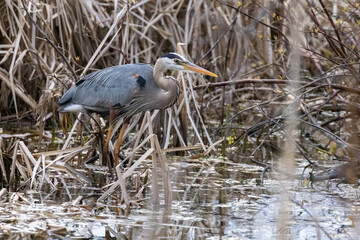  great blue heron (Ardea herodias) in spring