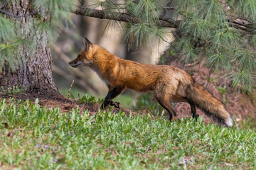 Female red fox in spring