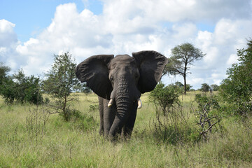 Elephants in Kruger Narional Park