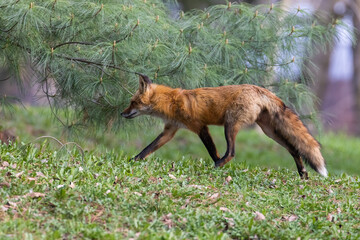 Female red fox in spring