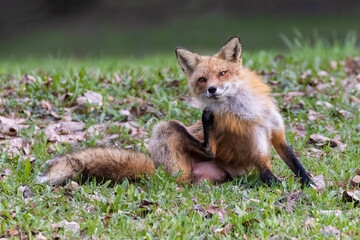Naklejka na ściany i meble Female red fox in spring