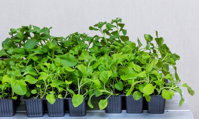 Fototapeta premium Seedlings of petunia flowers in a growing cassette stand on a table