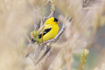 Male American goldfinch (Spinus tristis)in spring
