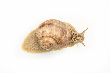 big snail on white background. Helix pomatia, Burgundy, Roman, escargot