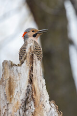 Male northern flicker or common flicker (Colaptes auratus) in flight