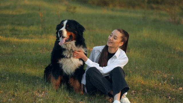 Bernese Mountain Dog (Bernese Mountain Dog)
Long-haired teenage girl hugs and kisses her beautiful big dog while enjoying playing on the lawn. Children and pets concept.
