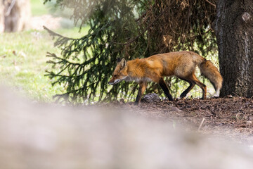 Female red fox in spring