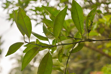 Fototapeta na wymiar Close-up of plants, macro photography