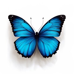 ein prächtiger blauer Schmetterling mit aufgespannten Flügeln, der auf einem makellos weißen Hintergrund kontrastreich zur Geltung kommt.