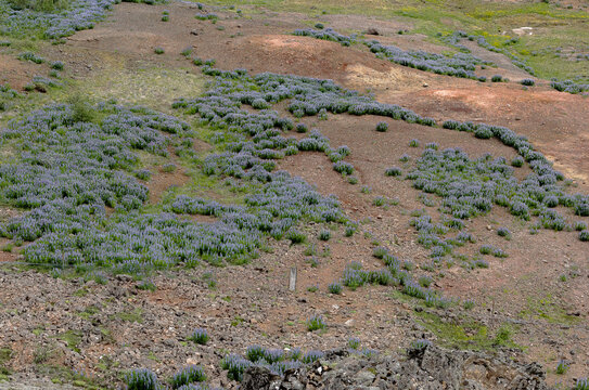stepy Islandii kępy porosty