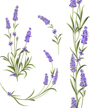 Set of lavender vector image
