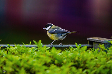 The great tit (Parus major) is a passerine bird in the tit family Paridae. Wildlife scene from nature.