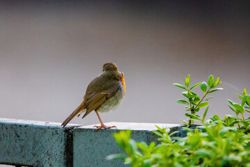 Close-up of robin bird perching on net