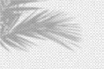 Shadow overlay of palm tree branch. Transparent overlay shadow effect from tropical palm leaves. Realistic soft light effect of shadows and natural light on transparent background. Vector. - obrazy, fototapety, plakaty