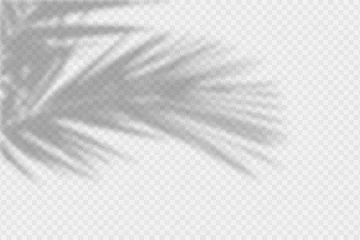 Fotobehang Shadow overlay of palm tree branch. Transparent overlay shadow effect from tropical palm leaves. Realistic soft light effect of shadows and natural light on transparent background. Vector. © Roman