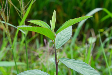 Close up of plants, flowers, leaves. Flat lay photography