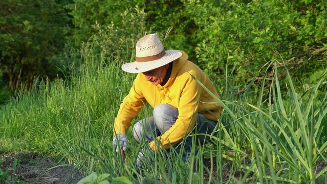 Elderly man squats and weeds in garden. Senior man uses special tool and gloves for work. Old man wears straw hat to avoid sunstroke