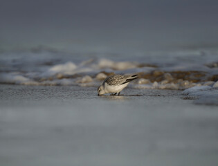 Sanderling, Calidris alba, on the beach in the winter in the uk
