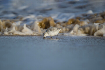 Sanderling, Calidris alba, on the beach in the winter in the uk