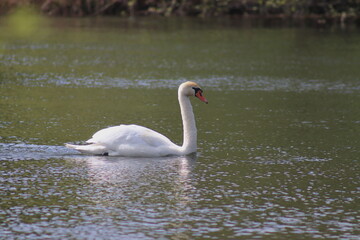 The sky swan is swimming in the river