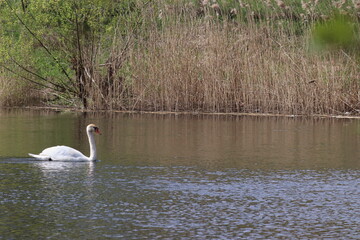 The sky swan is swimming in the river