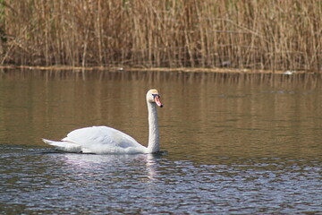 Fototapeta na wymiar The sky swan is swimming in the river