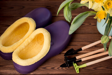cut daffodils gardening tools. Rubber galoshes on a wooden background