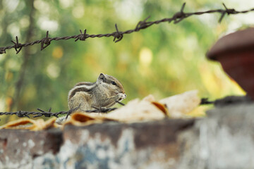 squirrel on a branch