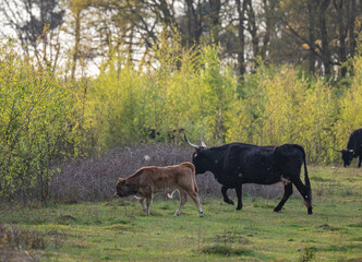 Dutch young calfs grazing in the maashorst