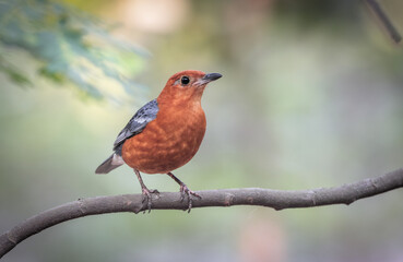 orange-headed thrush is a bird in the thrush family. It is common in well-wooded areas of the Indian Subcontinent and Southeast Asia. 