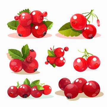 Illustrated Cranberries with decorative elements