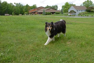 Funny Rough Collie (also known as Long-Haired Collie) walks outside city in nature (focus on face)