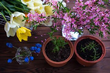 growing rosemary in a ceramic pot on a wooden background. Blooming tulips rose bush, floristry and care of plants and flowers