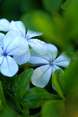 Fototapeta na wymiar blue flower of a flower