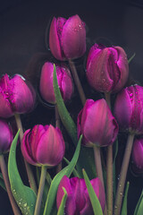 Fototapeta premium Fresh purple tulips soaked in water with dark background