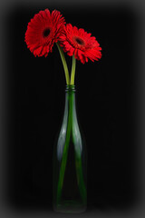 A red Gerbera Daisy with a long green leafless stem in a wine bottle vase.