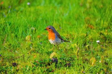Close-up of robin bird perching on net