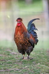 Rooster in the farm isolated on blurred background