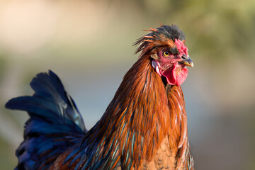 Close up of a red brown rooster isolated on blurred background