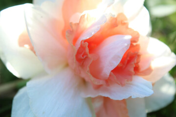 Fototapeta na wymiar beautiful flower white with pink narcissus